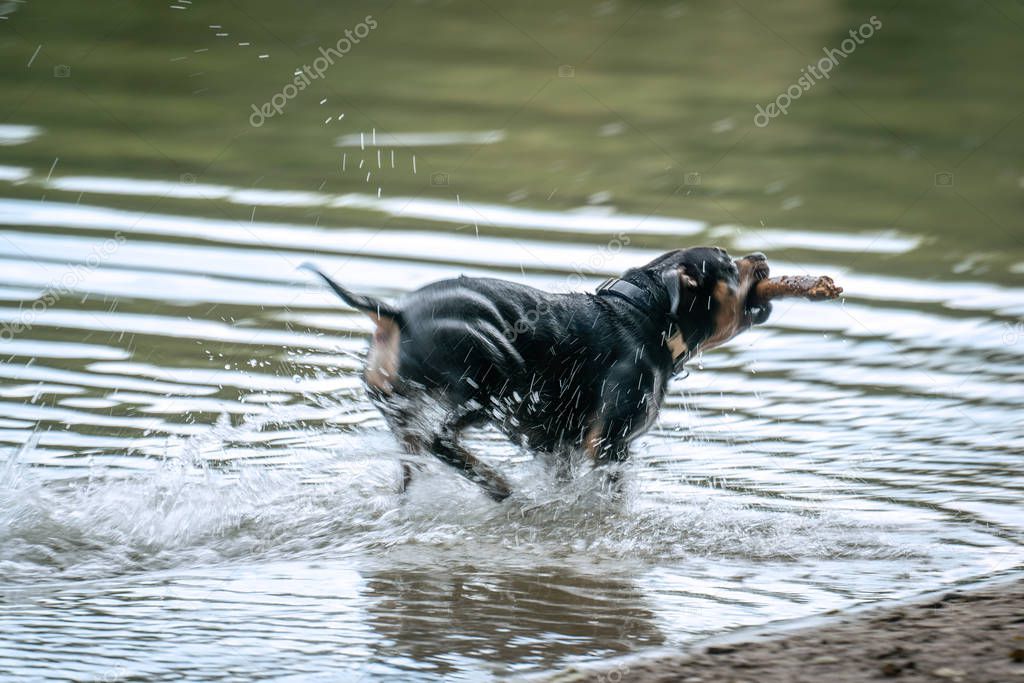 A black dog is running trough a lake splashing water around him 