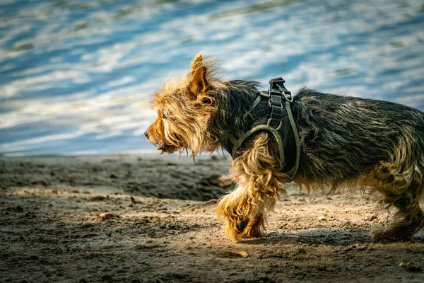 Cairn terrier cruzar raça para um passeio em uma praia perto de um lago — Fotografia de Stock