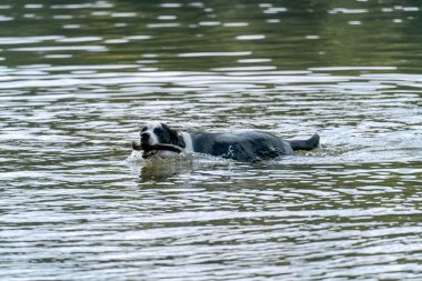 Melez bir St. Bernard köpeği ağzında sopayla yüzüyor.
