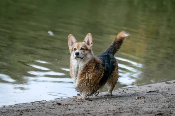 Um pequeno cão de alerta com orelhas pontiagudas posando na praia de um lago — Fotografia de Stock