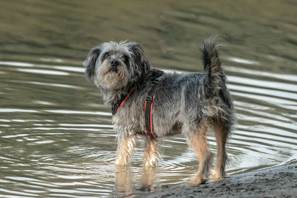 Um pequeno terrier cinza na praia caminhando em um lago — Fotografia de Stock