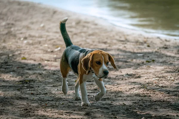 Beagle jak pies spacerujący po plaży nad jeziorem — Zdjęcie stockowe