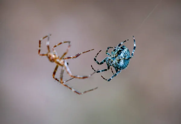 Duas aranhas lutando umas com as outras — Fotografia de Stock