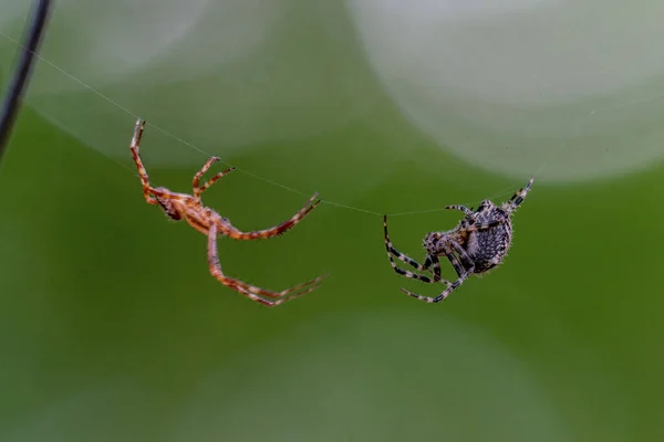 Два паука дерутся друг с другом. — стоковое фото