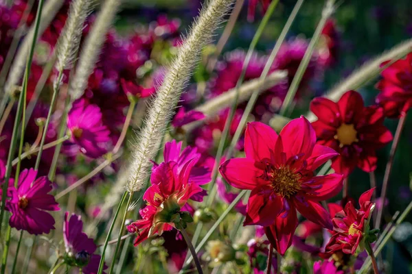 Birkaç mor "K-Andy" yıldız çiçeğinin renkli düzenlemesi — Stok fotoğraf