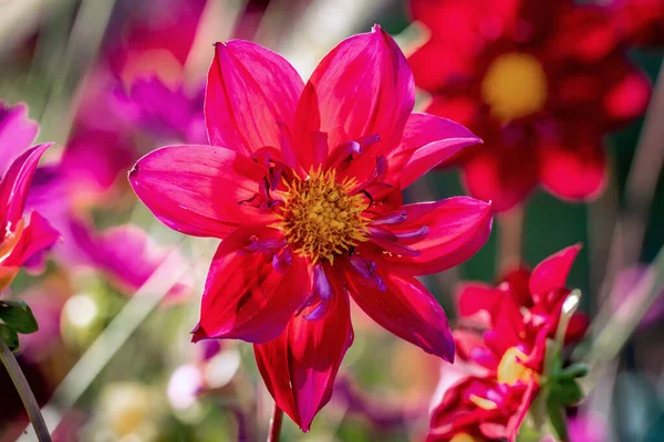 Detailní záběr krásné fialové "K-Andy" dahlia květiny — Stock fotografie