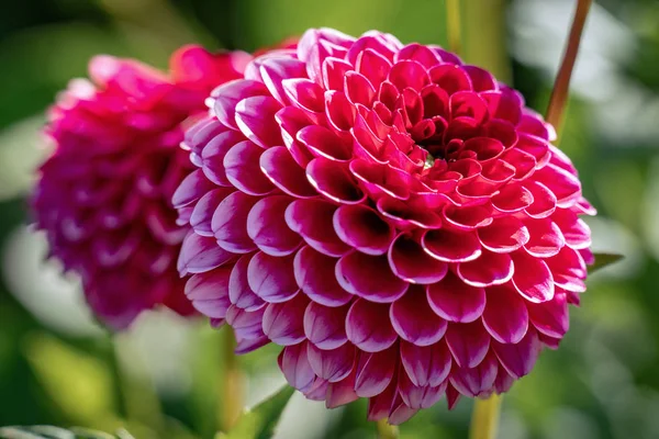Detailaufnahme eines wunderschönen lila "Little Willem" Bommels — Stockfoto