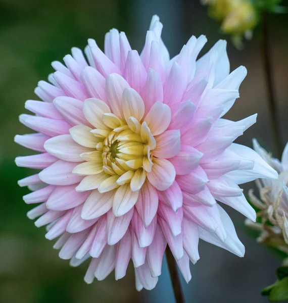 Detailed close up of a beautiful pink and white german "Elke Gra — Stock Photo, Image