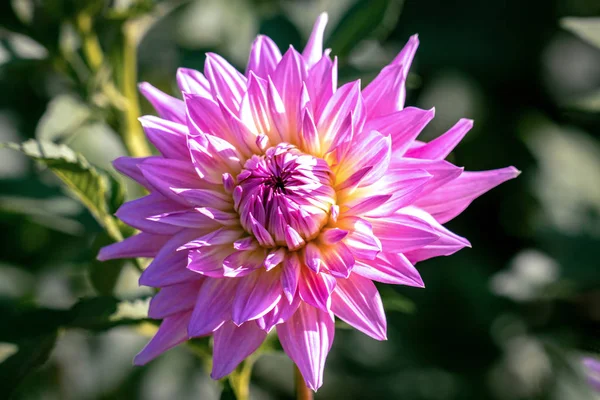 Szczegółowy zbliżenie piękny różowy i biały dekoracyjny dahlia — Zdjęcie stockowe