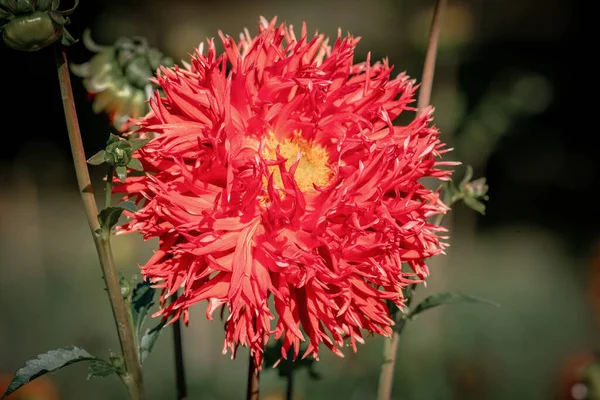 Detailní záběr oranžové "Hapet Orange Cyrill" dahlia flow — Stock fotografie