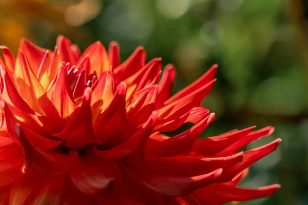 Detailní makro záběr červené a oranžové barvy květu dahlia — Stock fotografie