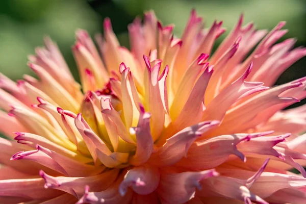 Makro ujęcie spiczastych płatków różowego i żółtego kwiatu dahlii — Zdjęcie stockowe