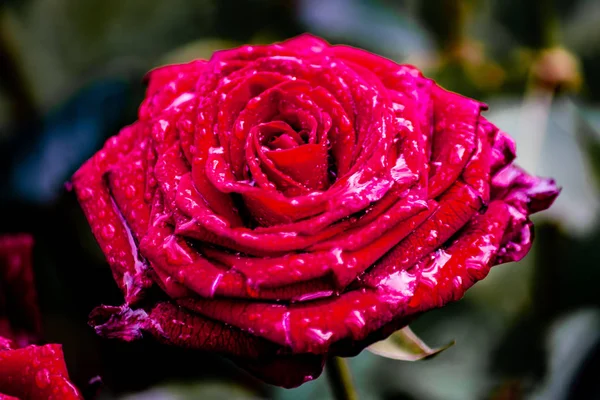 Una rosa roja perfecta con gotas de agua glinsterig en el sol —  Fotos de Stock