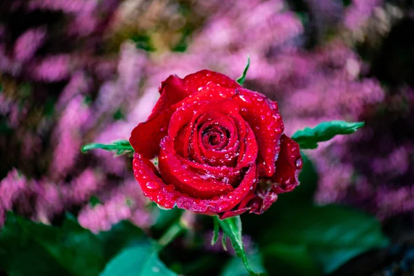 Idealna czerwona róża z kroplami wody glinsterig w słońcu — Zdjęcie stockowe