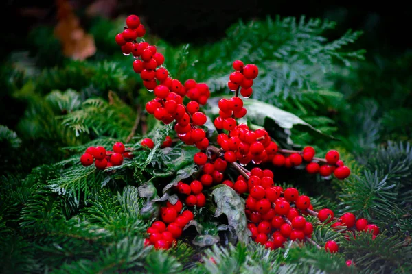 Leuchtend rote Beeren auf grünen Tannenzweigen — Stockfoto