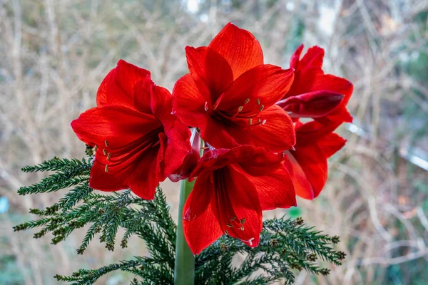 Close up de amaryllis vermelho (hippeastrum) flores — Fotografia de Stock