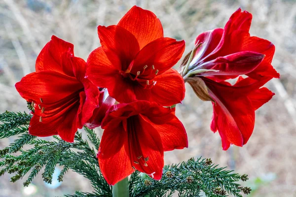 Закрыть цветки красного амариса (hippeastrum) — стоковое фото