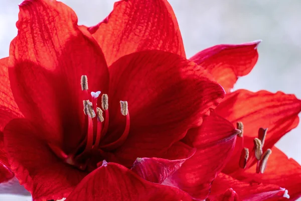 Закрыть цветки красного амариса (hippeastrum) — стоковое фото