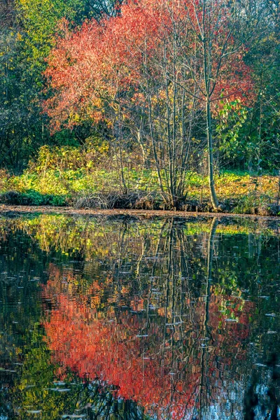 Göletteki bir ağaçtaki sonbahar yeşilliğinin yansımaları.