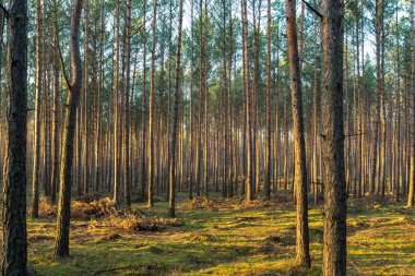 Çam ormanında altın akşam güneşi