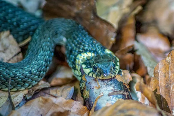 Detallado Primer Plano Una Serpiente Hierba Natrix Natrix Bosque Alimentándose — Foto de Stock