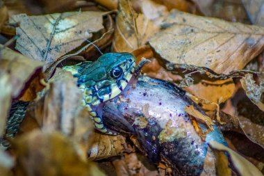 Canlı bir semender ile beslenen bir ormanda bir çim yılanının (natrix natrix natrix) detaylarına kadar.