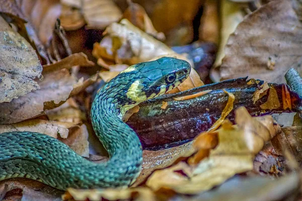 Detallado Primer Plano Una Serpiente Hierba Natrix Natrix Bosque Alimentándose —  Fotos de Stock