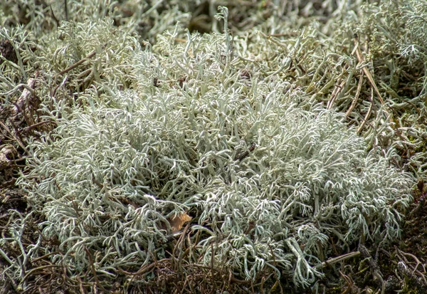 Zbliżenie Dzikiego Renifera Lichenia Cladonia Rangiferina Rezerwacie Przyrody Brandenburgii Niemcy — Zdjęcie stockowe