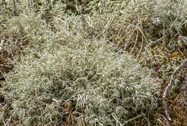 Close Van Wilde Rendieren Lichen Cladonia Rangiferina Een Natuurgebied Brandenburg — Stockfoto