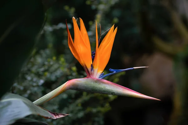 Detalhado Close Uma Ave Perfeita Flor Paraíso Strelitzia Reginae — Fotografia de Stock