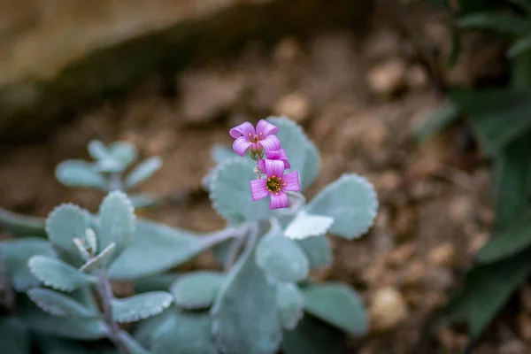 Foto Detallada Flores Rosadas Una Pumila Kalanchoe — Foto de Stock