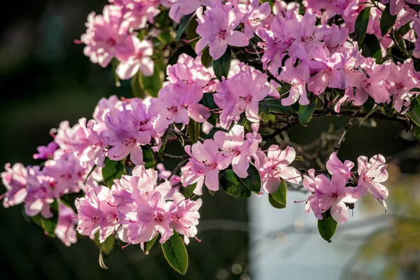 Güneşli bahar duyguları pembe rhododendron vaaz çiçeği
