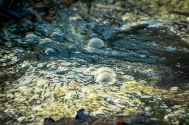 Golden bubbles of sludge gas on the watersurface of a swamp clipart