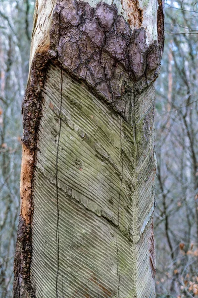 Ekstraksi Resin Pinus Sebagian Dengan Gergaji Gergaji Gergaji Kayu Pinus — Stok Foto