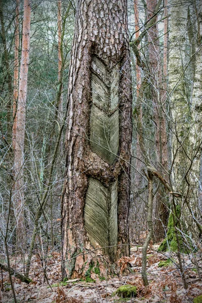 松樹脂の抽出 チェーンの一部は 装飾された生活松の木の幹を見た — ストック写真