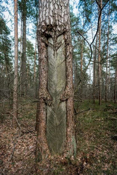 Winning Van Pijnboomhars Gedeeltelijk Met Een Kettingzaag Versierde Levende Pijnboomstam — Stockfoto