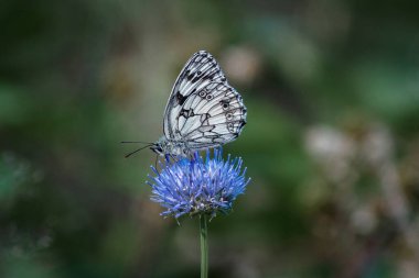 Mavi bir çiçekte mermer beyaz bir kelebeğin (Melanargia galaksisi) Macro fotoğrafı