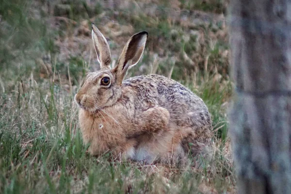 Close up of a european hare in a field