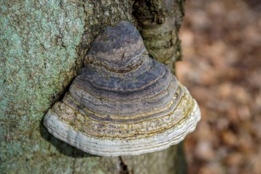 Renkli mavi bir mantarın küf ağacının gövdesine yakın.