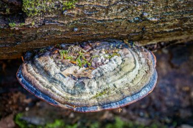 Renkli mavi bir mantarın küf ağacının gövdesine yakın.