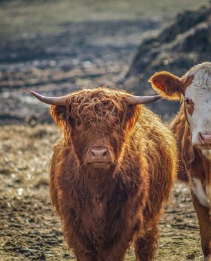Güzel, kahverengi İskoç bir sığır sürüsünün parlak gün ışığında portresi