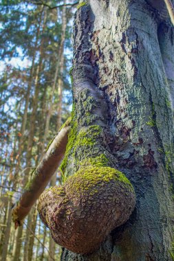 Funny shaped knot on a tree trunk looking like a penis covered with moss