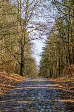 Parlak ve güneşli bir bahar gününde ufuk çizgisine giden küçük bir kaldırım taşı caddesi.
