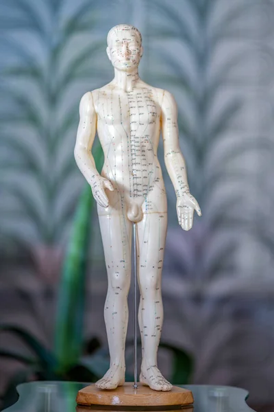 Male acupuncture doll for traditional chinese medicine