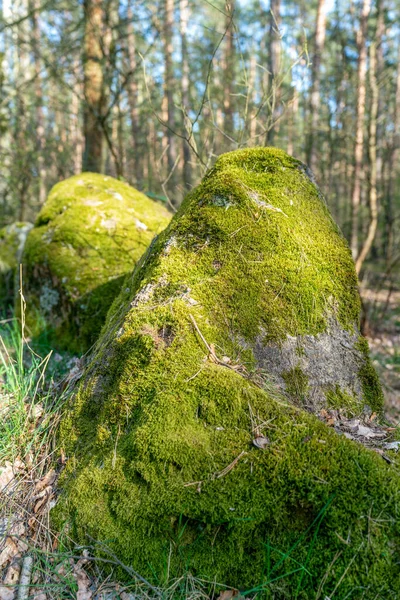 Prehistorické Megalitové Kameny Podél Slavného Graeberweg Blízkosti Haldensleben Německu — Stock fotografie