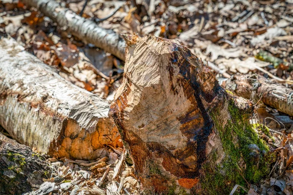 Beaver Knagen Een Gevallen Berkenboomstam Bij Papenluch Briesetal Birkenwerder Duitsland — Stockfoto