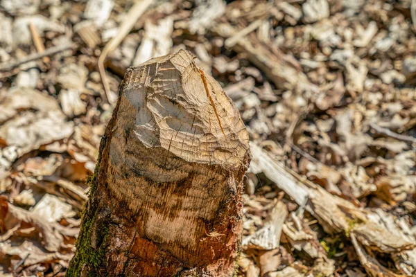 Beaver Gnaw Marks Fallen Birch Tree Trunk Papenluch Briesetal Birkenwerder — Stock Photo, Image
