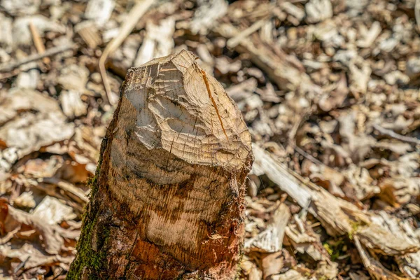 Marcas Roer Castor Tronco Abedul Caído Papenluch Briesetal Birkenwerder Alemania — Foto de Stock