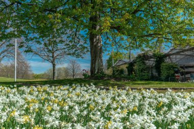 Beyaz ve sarı nergisli güzel bahar çiçekleri