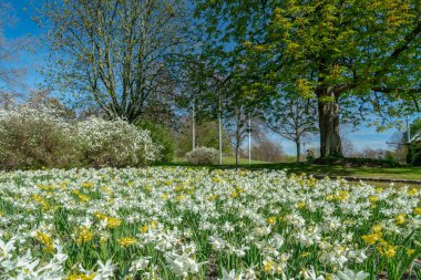 Beyaz ve sarı nergisli güzel bahar çiçekleri